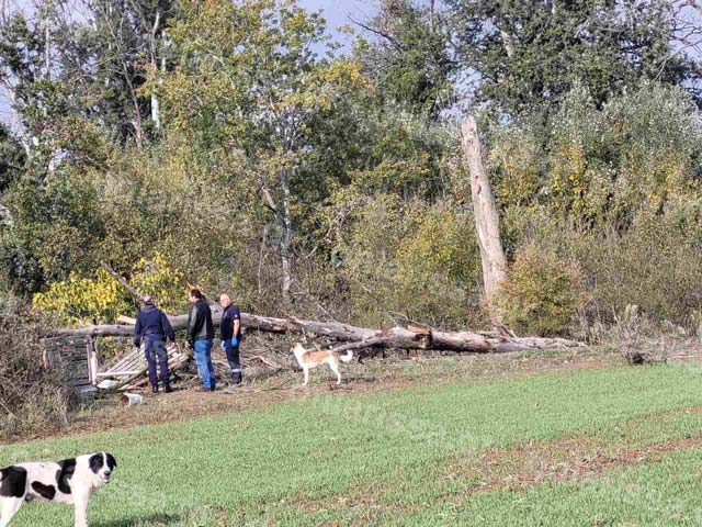 Τραγωδία: Δέντρο καταπλάκωσε και σκότωσε γυναίκα!