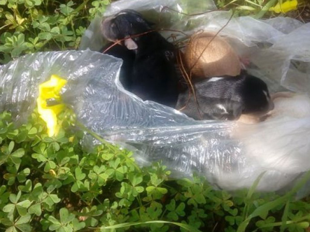 Ασυνείδητος εγκατέλειψε 9 κουτάβια δεμένα σε πλαστική σακούλα στα Πλατανούλια