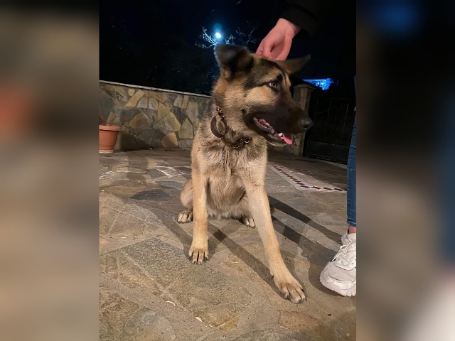Βρέθηκε σκύλος στην Αγία Ανάληψη Τυρνάβου