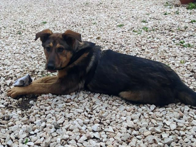 Χάθηκε η σκυλίτσα της φωτογραφίας στον Τύρναβο