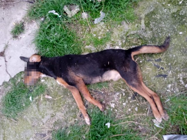 Δηλητηρίασαν τρία σκυλιά μέσα σε ποιμνιοστάσιο στην Καλλιθέα Ελασσόνας