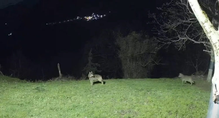 Κάμερα καταγράφει τα άγρια ζώα έξω από την Ελάτη (βίντεο)