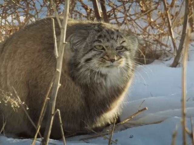 Σπάνιες γάτες Pallas’s βρέθηκαν στο βουνό Έβερεστ – Είναι άγριες και… μουτρωμένες