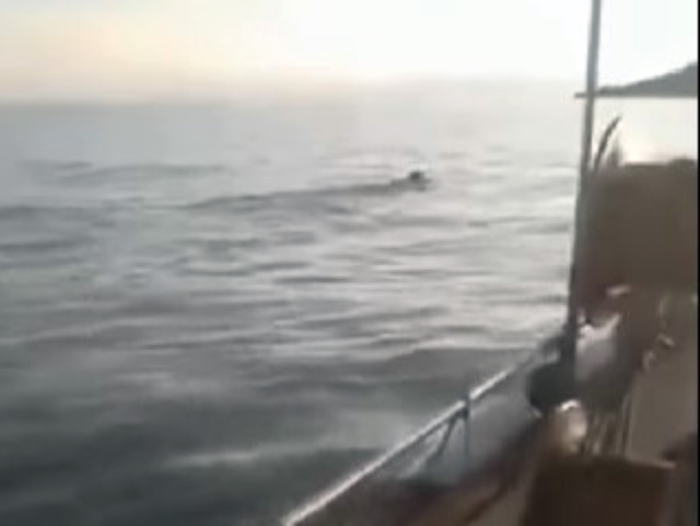 Απίστευτο βίντεο: Λύκος κολυμπάει στη θάλασσα στο Τρίκερι Μαγνησίας