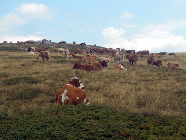 Ζητούνται βοσκοτοπικά δικαιώματα από επαγγελματία κτηνοτρόφο