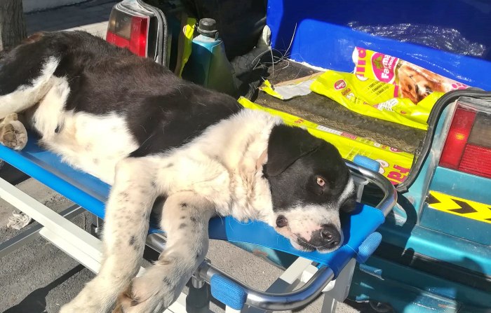 Ασυνείδητος οδηγός χτύπησε και εγκατέλειψε σκύλο στο Μελισσοχώρι Λάρισας