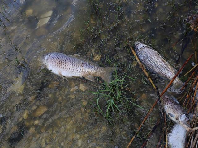 Νεκρά ψάρια στη Λίμνη Κάρλα – Η λειψυδρία αφήνει «σημάδια»