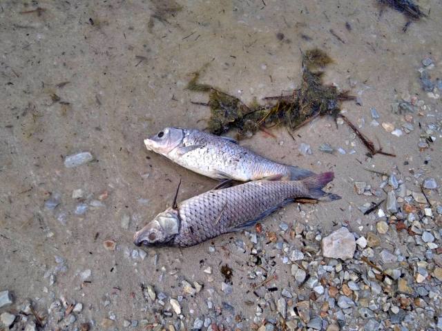 Πάνω από 500 ψάρια νεκρά στη Λίμνη Κάρλα