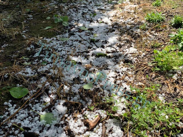 Έντονη χαλαζόπτωση στο Δήμο Τυρνάβου – Μεγάλες ζημιές στις καλλιέργειες