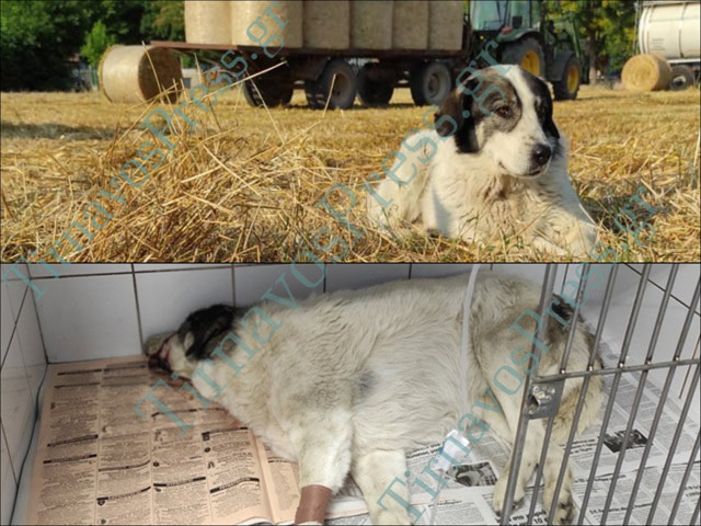 Δήμος Τυρνάβου: Μηδενική ανοχή σε περιστατικά κακοποίησης ζώων