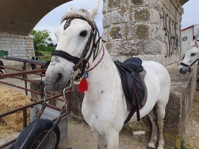 Περήφανα άλογα στο «Γομαροπάζαρο» του Τυρνάβου