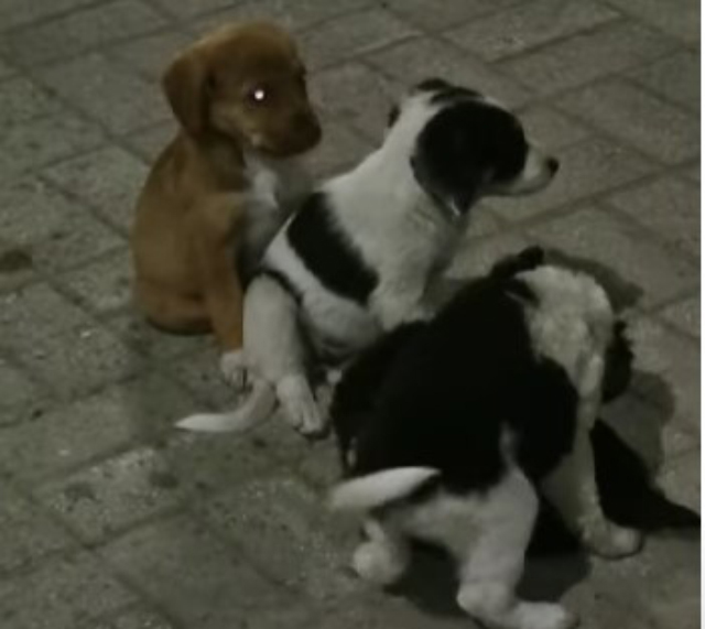Αδέσποτα σκυλάκια στο Δαμάσι αναζητούν σπίτι και φροντίδα