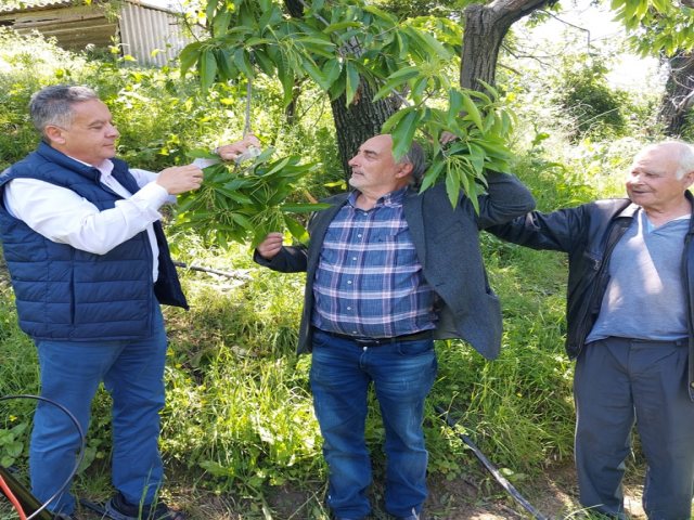 Έμπρακτη στήριξη της Περιφέρειας Θεσσαλίας σε καστανοπαραγωγούς