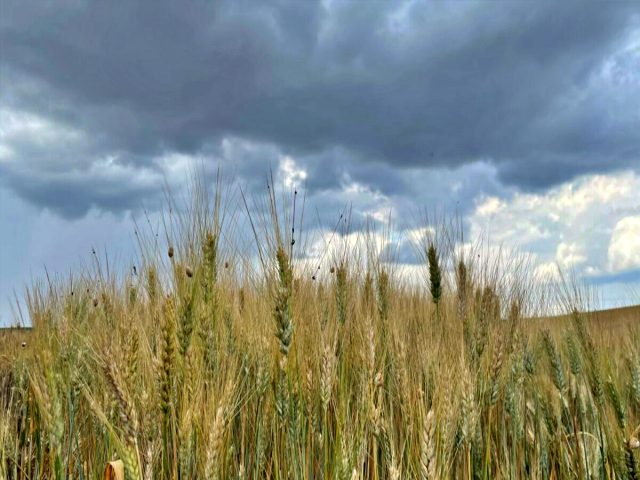 Η Περιφέρεια Θεσσαλίας ενημέρωσε ΥΠΑΑΤ-ΕΛΓΑ για τις ζημιές στις καλλιέργειες λόγω βροχών