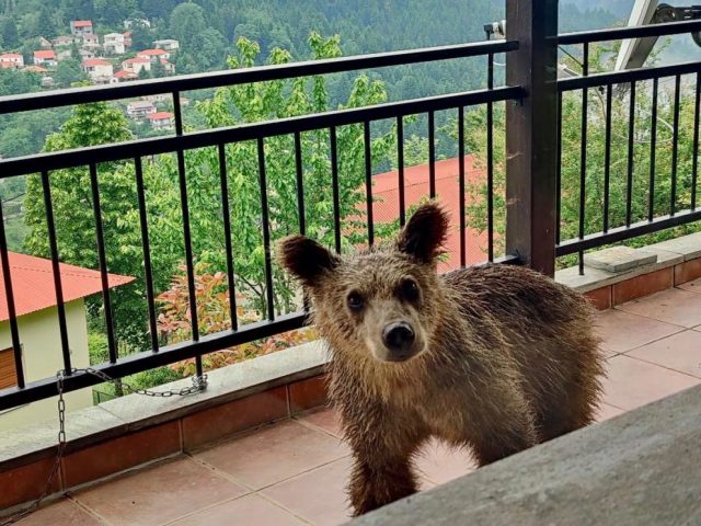 Απίστευτο: Αρκουδάκι έφτασε σε μπαλκόνι σπιτιού στην Κρανιά Ασπροποτάμου