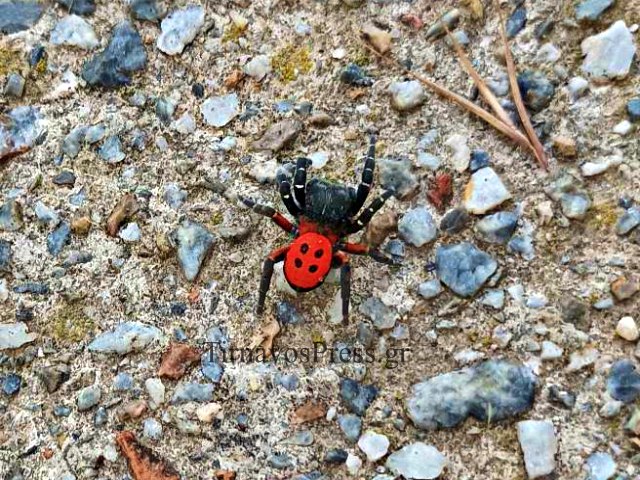 Σπάνια αράχνη «πασχαλίτσα» Ladybird Spider βρέθηκε στον Τύρναβο