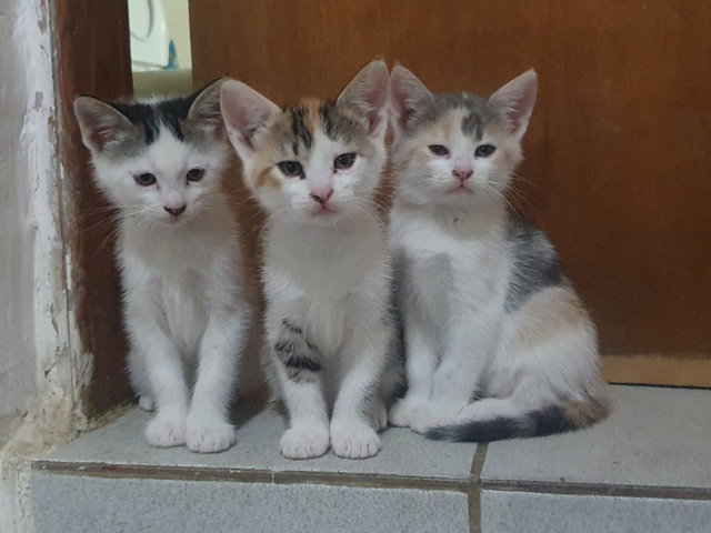 Τύρναβος: Χαρίζονται τρία όμορφα γατάκια