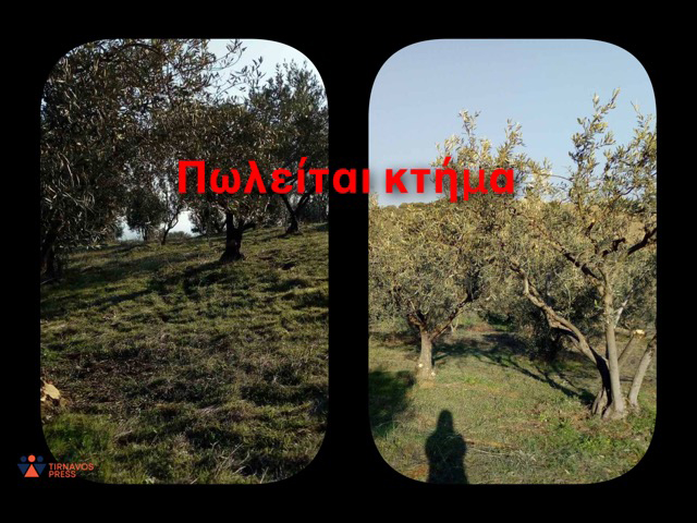 Πωλείται κτήμα με ελιές περιοχή Ροδιά Τυρνάβου