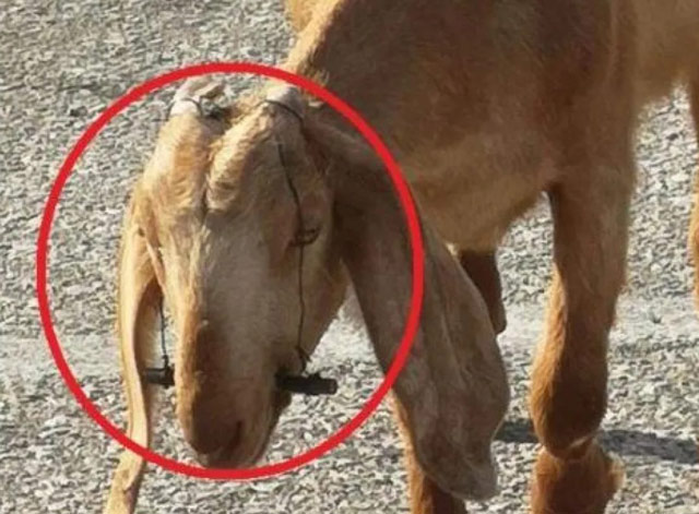 Αδίστακτος κτηνοτρόφος στην Ρόδο έδεσε με σύρμα το στόμα κατσικιών για να μην θηλάζουν την μητέρα τους