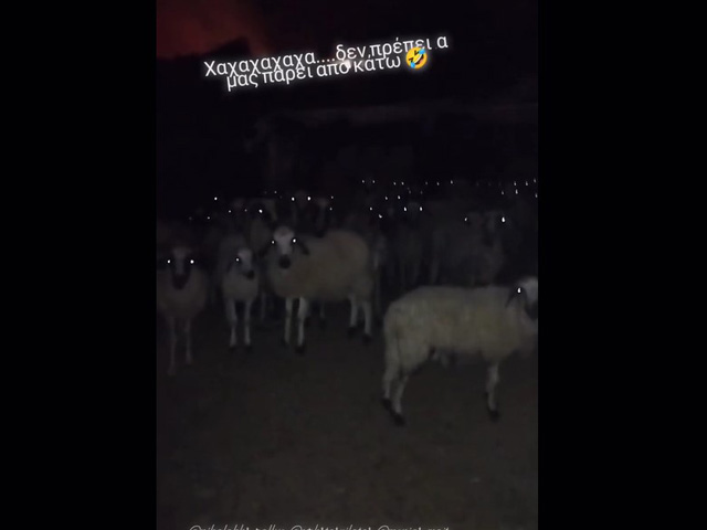 Προβατίνες έτοιμες για το 112 και εκκένωση (βίντεο)