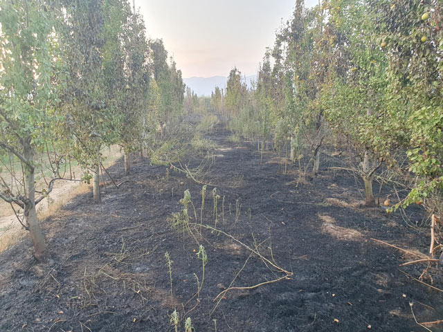 Φωτιά έκαψε χωράφι με αχλάδια στα Δελέρια