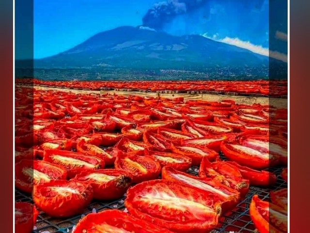 Λιαστή κόκκινη ντομάτα στο ηφαιστειακό έδαφος της Νάπολης