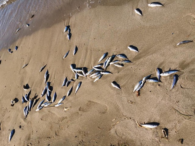 Δεκάδες νεκρές σαρδέλες γέμισε η παραλία στο Στόμιο Λάρισας