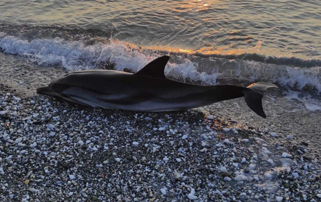 Δελφίνι ξεβράστηκε νεκρό στη Βελίκα