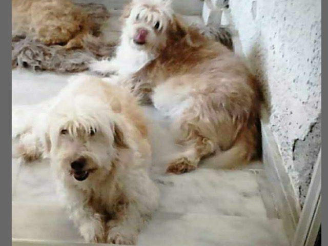 Χάθηκαν δύο σκυλάκια όταν αναποδογύρισε η βάρκα στις Εργατικές Κατοικίες Γιαννούλης