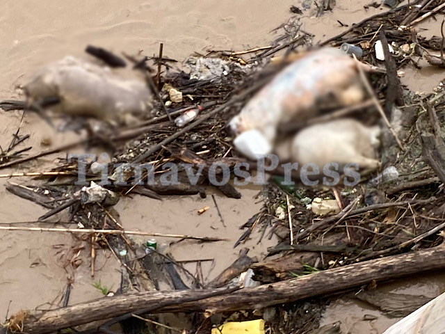 Σοκ: Δεκάδες νεκρά ζώα στην κοίτη του Πηνειού ποταμού