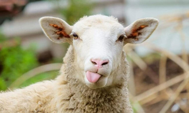 Πρόβατα έφαγαν 100 κιλά κάνναβη και… την ”είδαν αλλιώς” – Πηδούσαν πιο ψηλά απ τα κατσίκια
