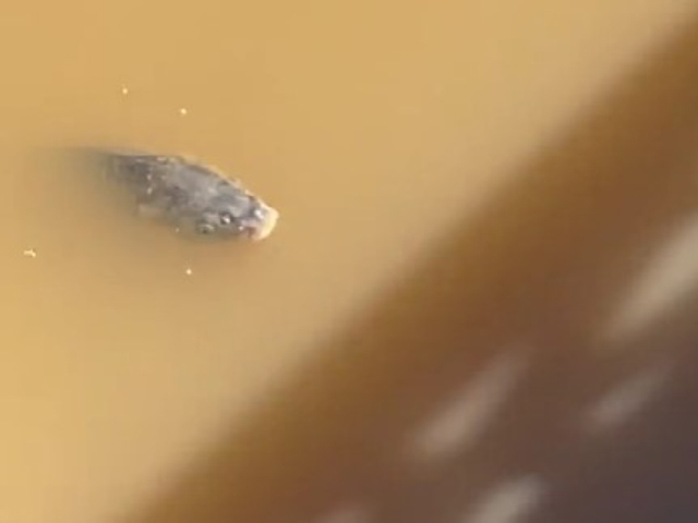Ψάρια κολυμπούν κάτω από τα λασπόνερα στη Λάρισα