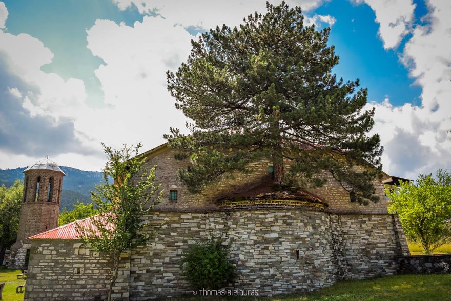 100 χρονών δέντρο μεγαλώνει μέσα στο ιερό εκκλησίας στα Γρεβενά