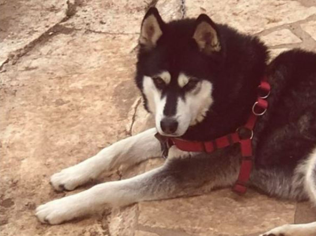 Δεν προκύπτει ανθρώπινη κακοποίηση σύμφωνα με το πόρισμα της ΕΛΑΣ για το θάνατο του σκύλου στην Αράχωβα