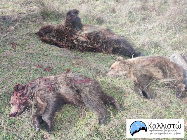 Δολοφονήθηκε μητέρα αρκούδα με τα δύο μικρά της