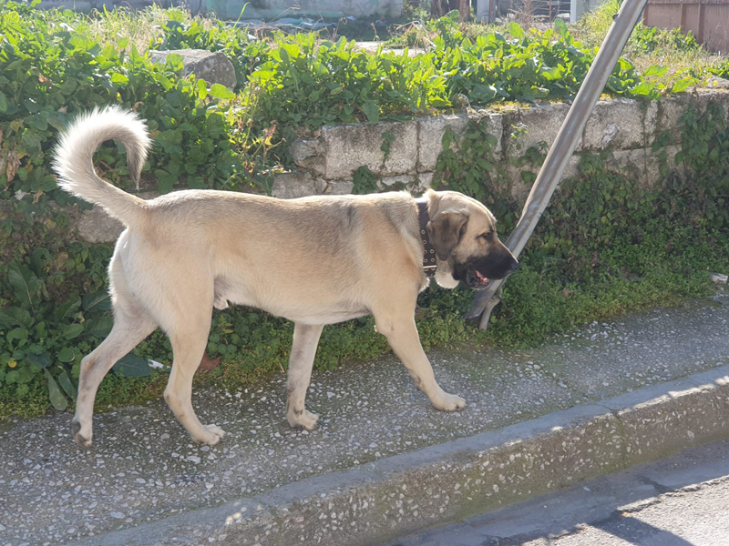 Τύρναβος: Δεσποζόμενο σκυλί περιφέρεται σε Δημοτικό Σχολείο