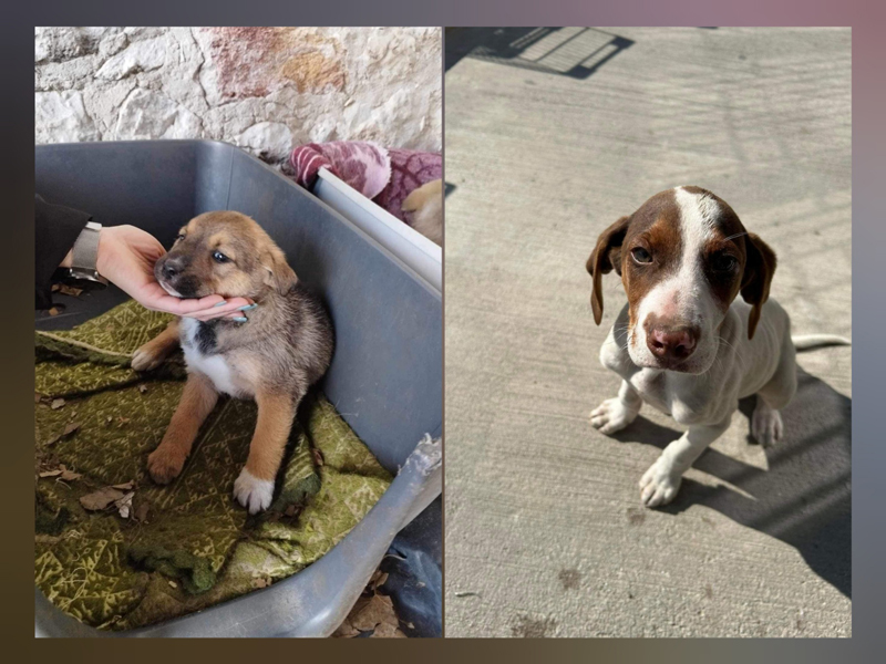 Τύρναβος: Επείγει φιλοξενία για τραυματισμένο σκυλάκι και κουτάβια