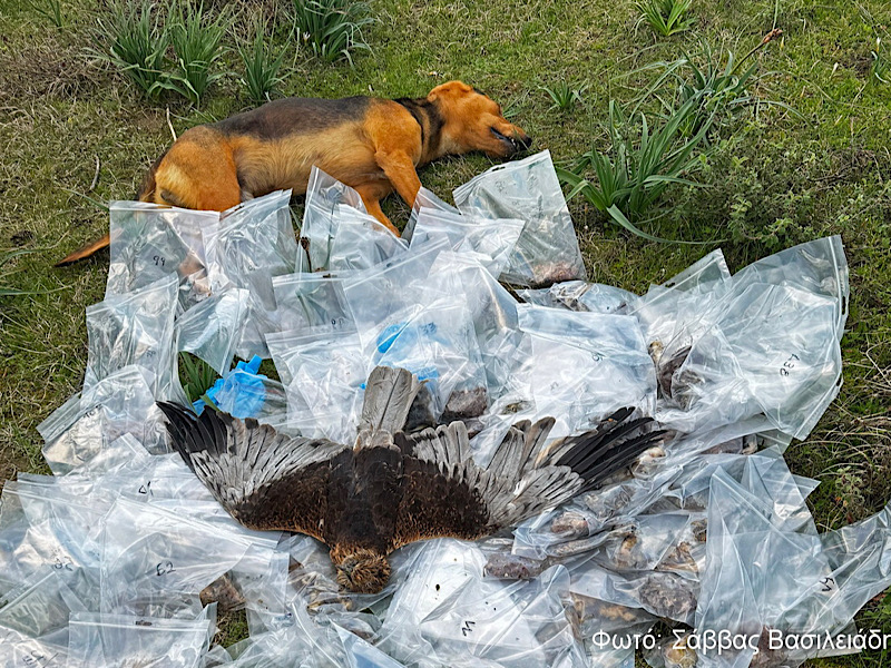 Θεσσαλία: 195 φόλες βρέθηκαν σε ορεινή περιοχή – Πέθαναν σκύλοι και άγρια πτηνά