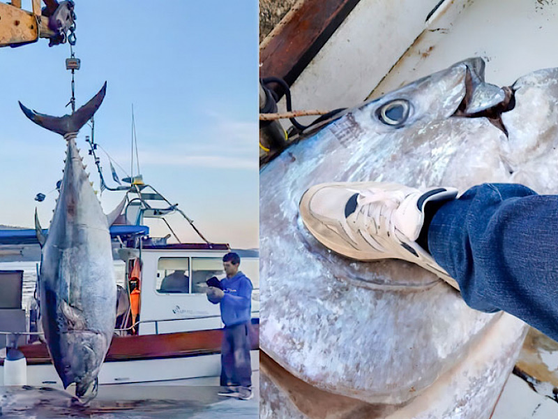 Ψαράς στον Αστακό ψάρεψε τόνο βάρους 485 κιλών