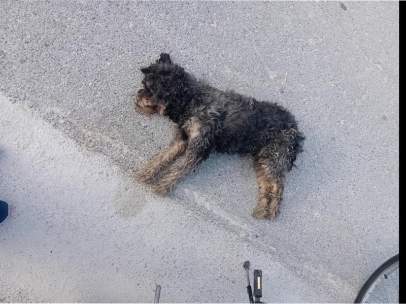 Τύρναβος: Σοκ, αγέλη αδέσποτων σκύλων κατασπάραξε μικρό οικόσιτο σκυλάκι