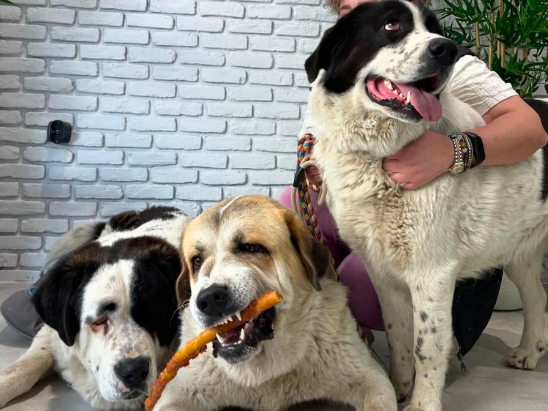 Ο κτηνίατρος του The downtown vets μας ενημερώνει, για τη νόσο της “λεισμανίωσης στο σκύλο”