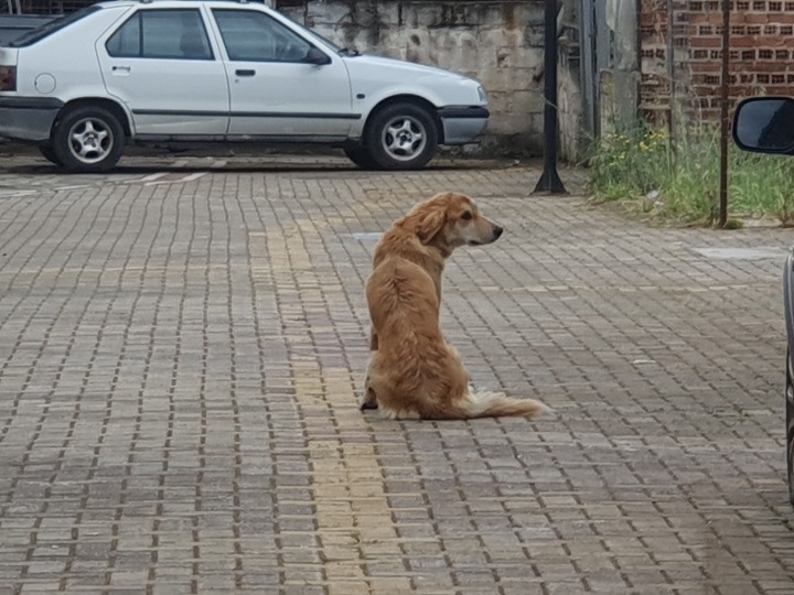 Νέα επίθεση αδέσποτου σκύλου σε γυναίκα στον Τύρναβο