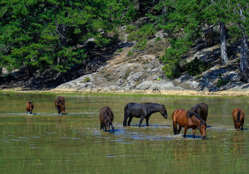 Θεσσαλία: Πώς εξαφανίστηκαν 60 άγρια άλογα από την περιοχή της Καρδίτσας – Βάσιμες καταγγελίες ότι οδηγήθηκαν στα σφαγεία