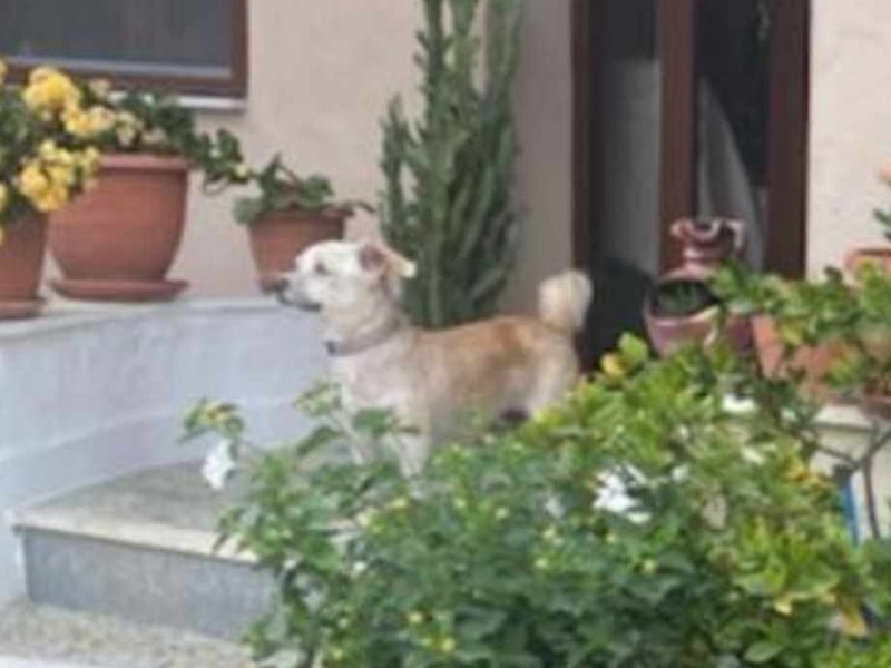 Χάθηκε σκυλάκι στην περιοχή της εκκλησίας του Αγίου Γεδεών Τυρνάβου