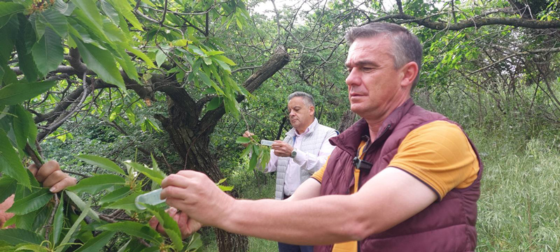 Προστασία της καστανοκαλλιέργειας από την Περιφέρεια Θεσσαλίας: Έντομο που καταπολεμά τη Σφήκα από χθες στις καστανιές