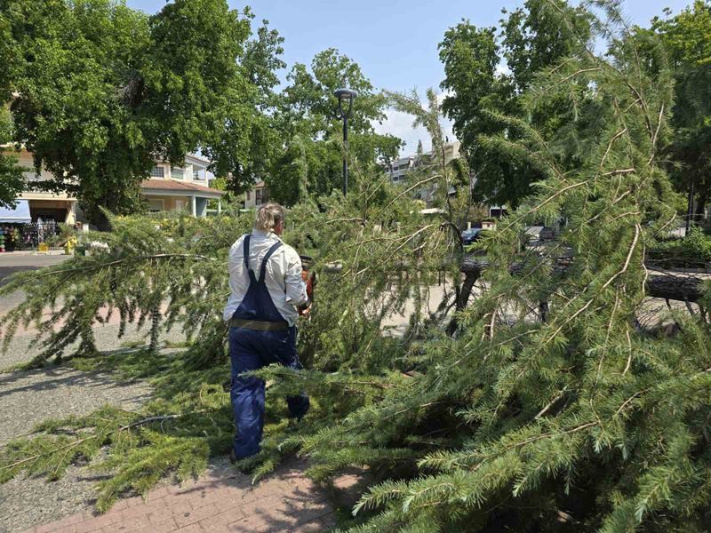Δήμος Λαρισαίων: Εφιστά την προσοχή των πολιτών στο φαινόμενο αποκόλλησης μεγάλων κλαδιών δέντρων σε πάρκα και πλατείες