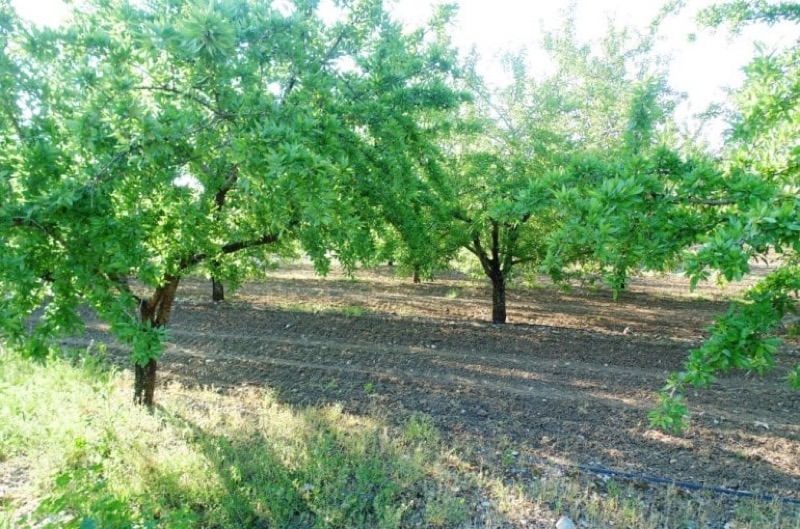 Προβληματισμένοι οι Θεσσαλοί αμυγδαλοπαραγωγοί από την ακαρπία