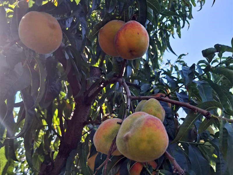 Εντός Φεβρουαρίου η αποζημίωση για τα παραμορφωμένα ροδάκινα και νεκταρίνια