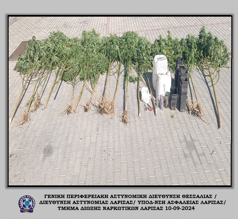 Εντοπίστηκαν δενδρύλλια κάνναβης μέσα σε καλλιέργεια καλαμποκιών στην ευρύτερη περιοχή της Λάρισας