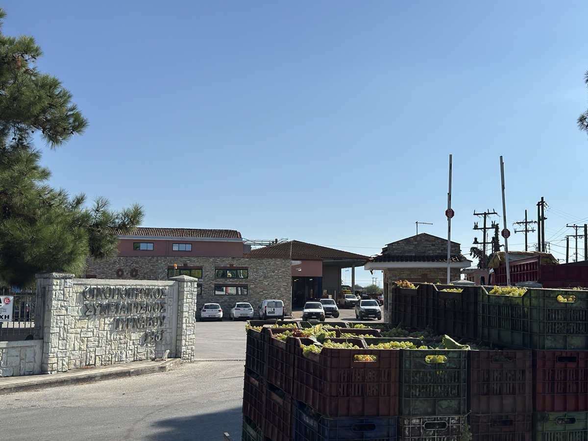 ΑΟΣ Τυρνάβου: Πέμπτη 29/9 και Παρασκευή 27/09 θα παραλαμβάνει όλες τις λευκές ποικιλίες από όλα τα μέλη
